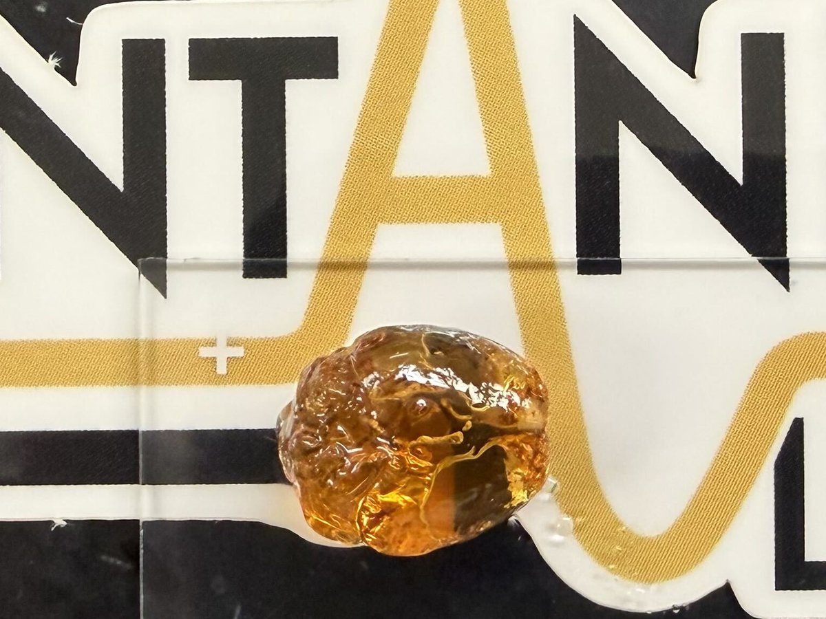 A cleared mouse brain resting on the Centanni Lab logo