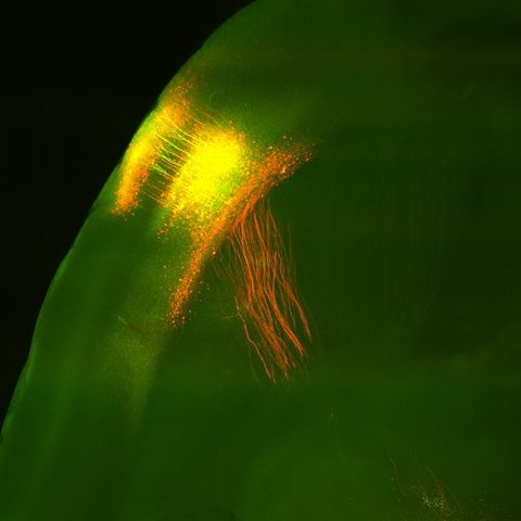 Light sheet image of S1 to insula projections from the Journal of Neuroscience cover